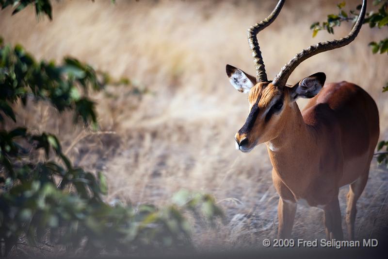 20090610_144643 D3 (1) X1.jpg - Springbok (Gazelle)